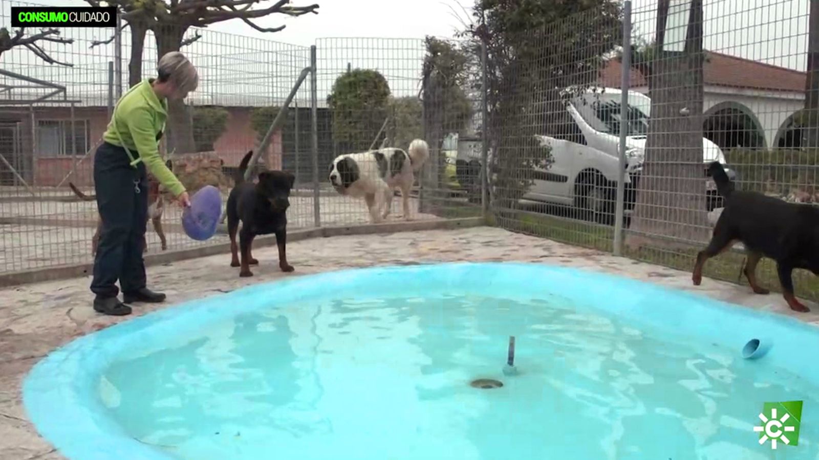 Residencias para animales, una gran alternativa para acabar con el abandono de mascotas en verano