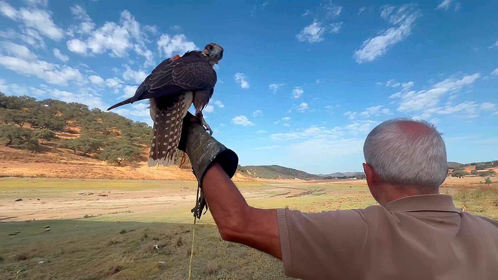 Control de aves invasoras con la cetrería