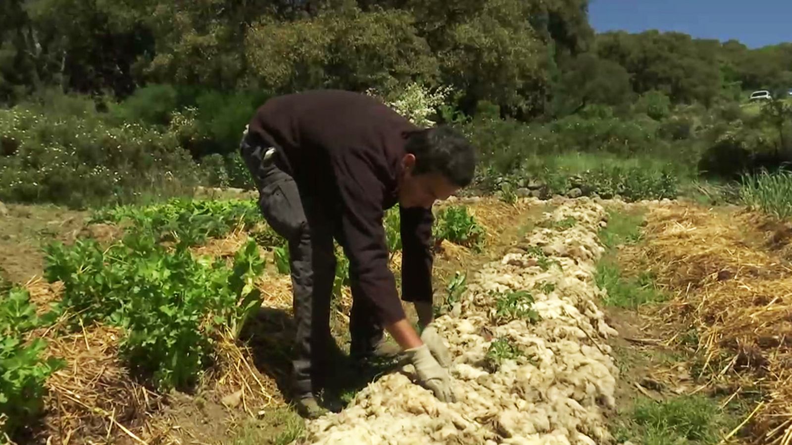 La agricultura regenerativa en la campiña andaluza