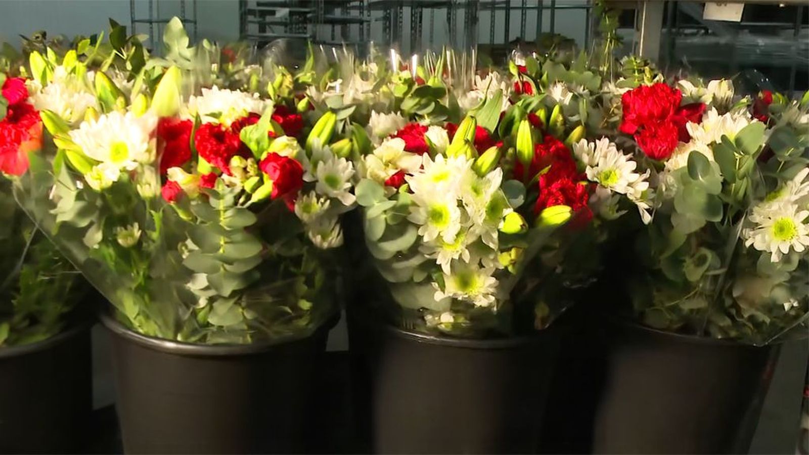 Chipiona asegura flores para el Día de San Valentín pese a los destrozos en los invernaderos