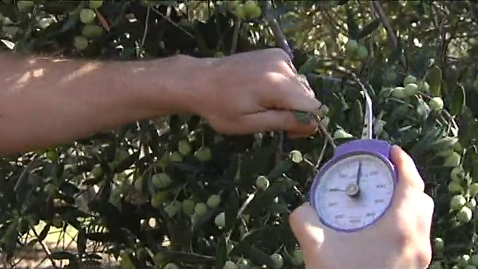Aceitunas Huelva 1024