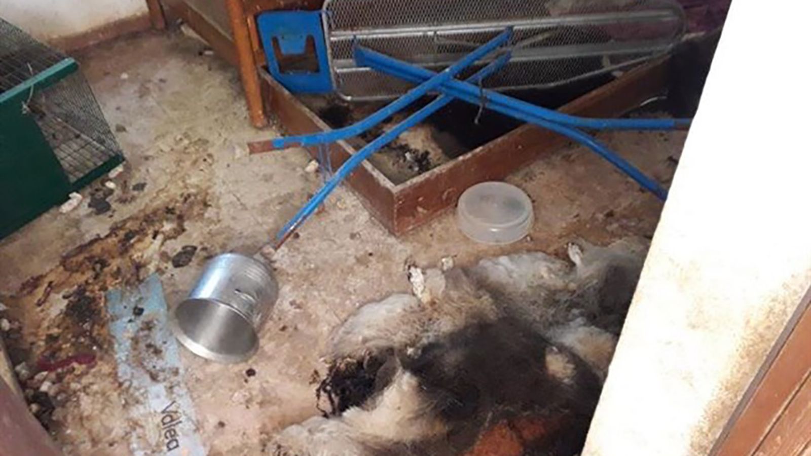 12 perros muertos desahucio vivienda Sevilla