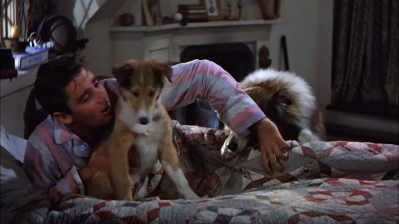 Comunicación El hijo de Lassie
