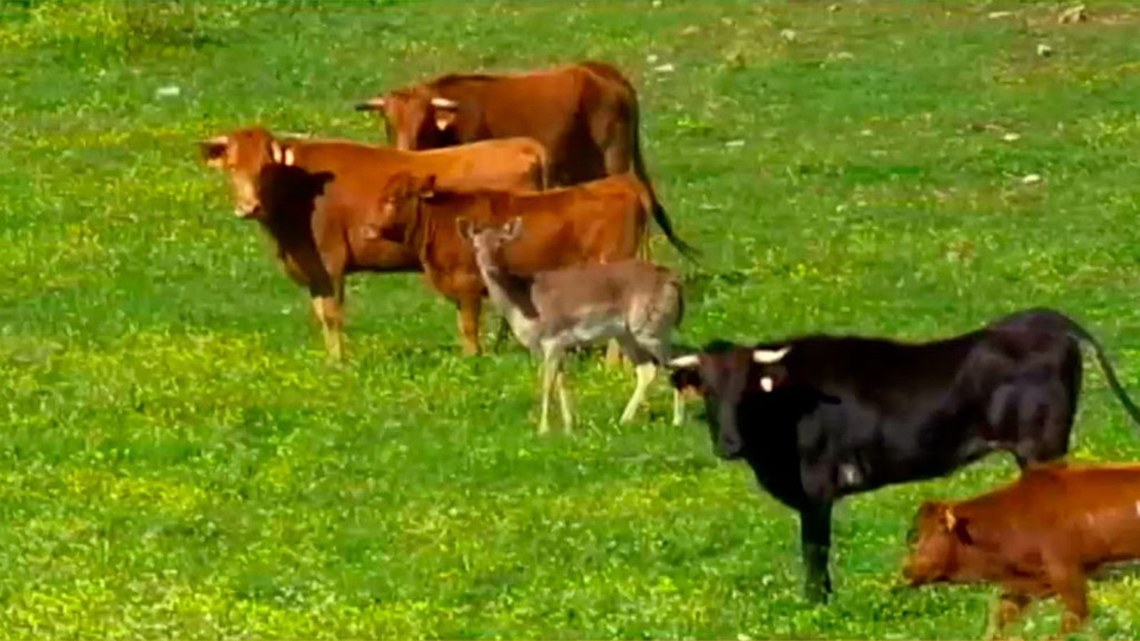 El cervatillo adoptado por el semental y las vacas