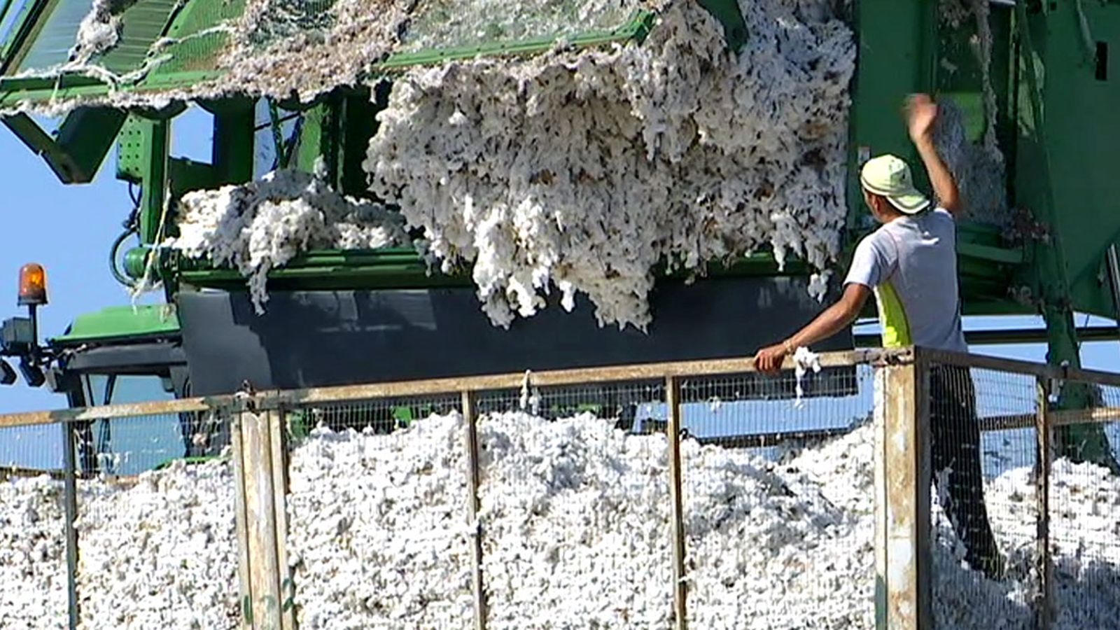 Recolección algodón