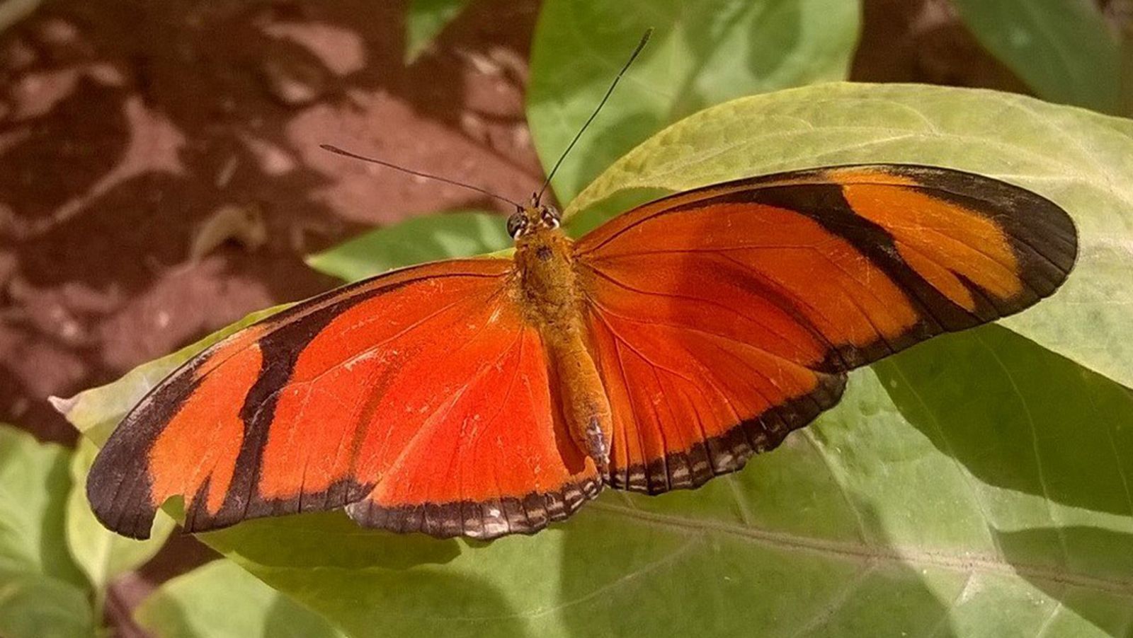 mariposa 1024