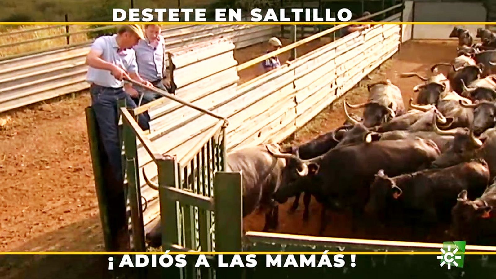 La destreza del mayoral se pone a prueba al desahijar a las vacas