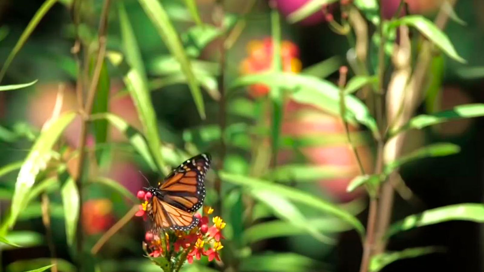¿Qué tiene de verdad el dicho 'la primavera la sangres altera'?