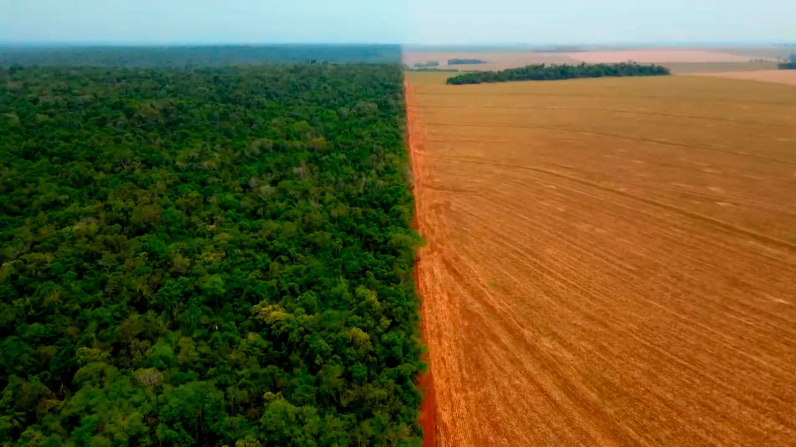 Un planeta enfermo: alarmante pérdida de biodiversidad