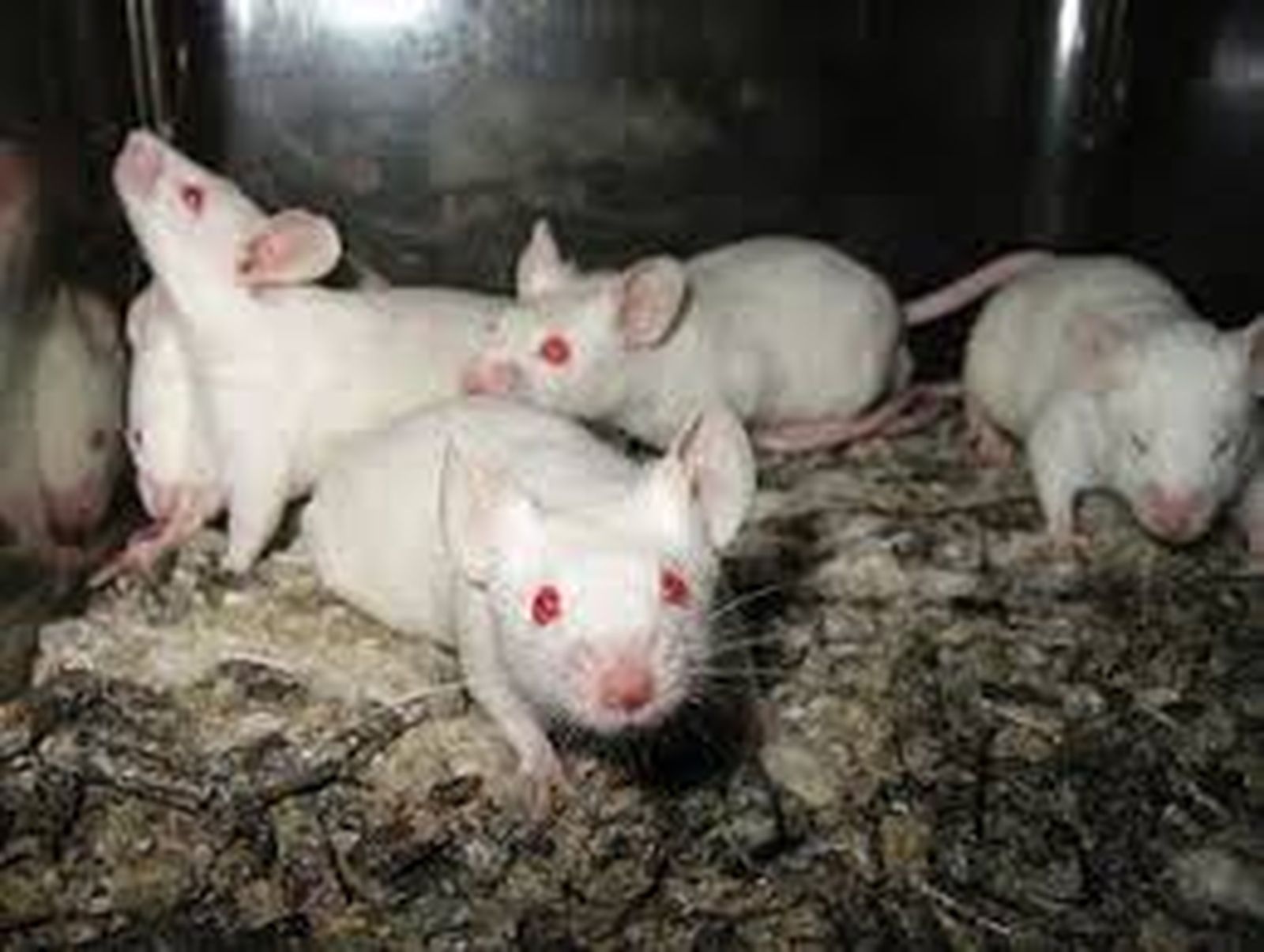 ratones