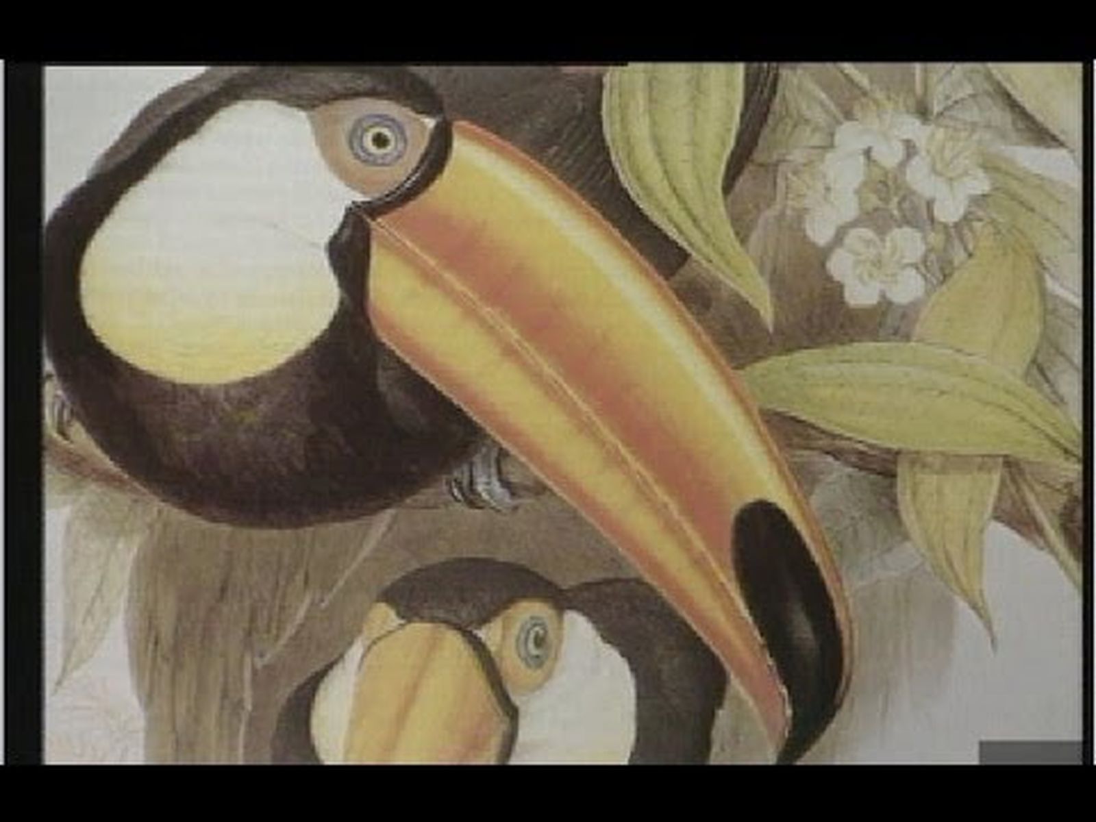 Charles Darwin