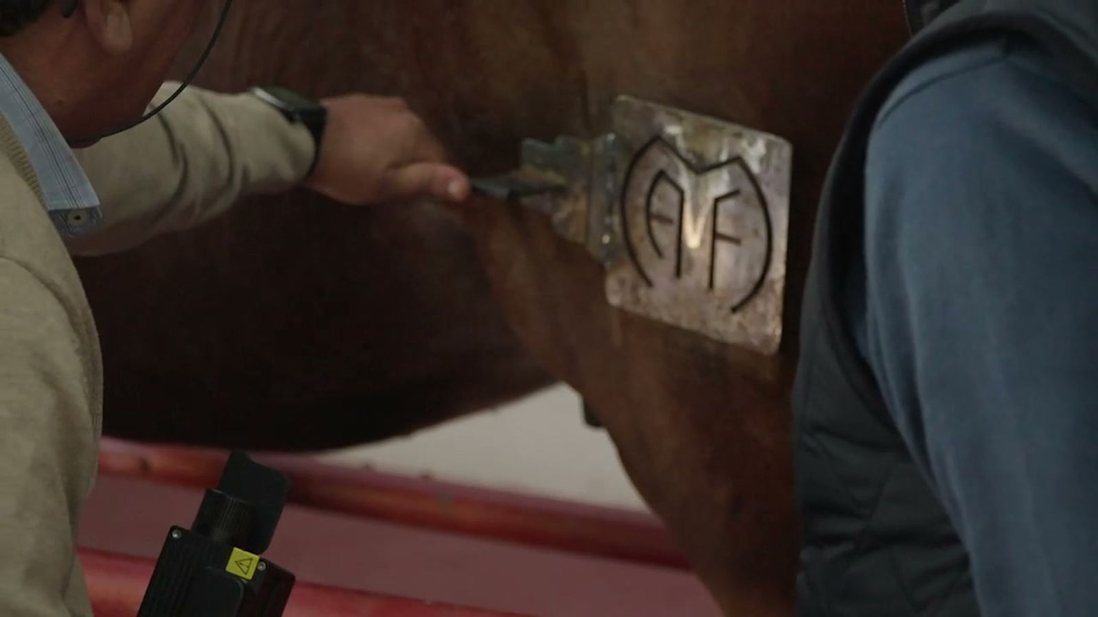 La Yeguada de Aquilino Fraile presenta un sistema novedoso de marcaje de caballos indoloro