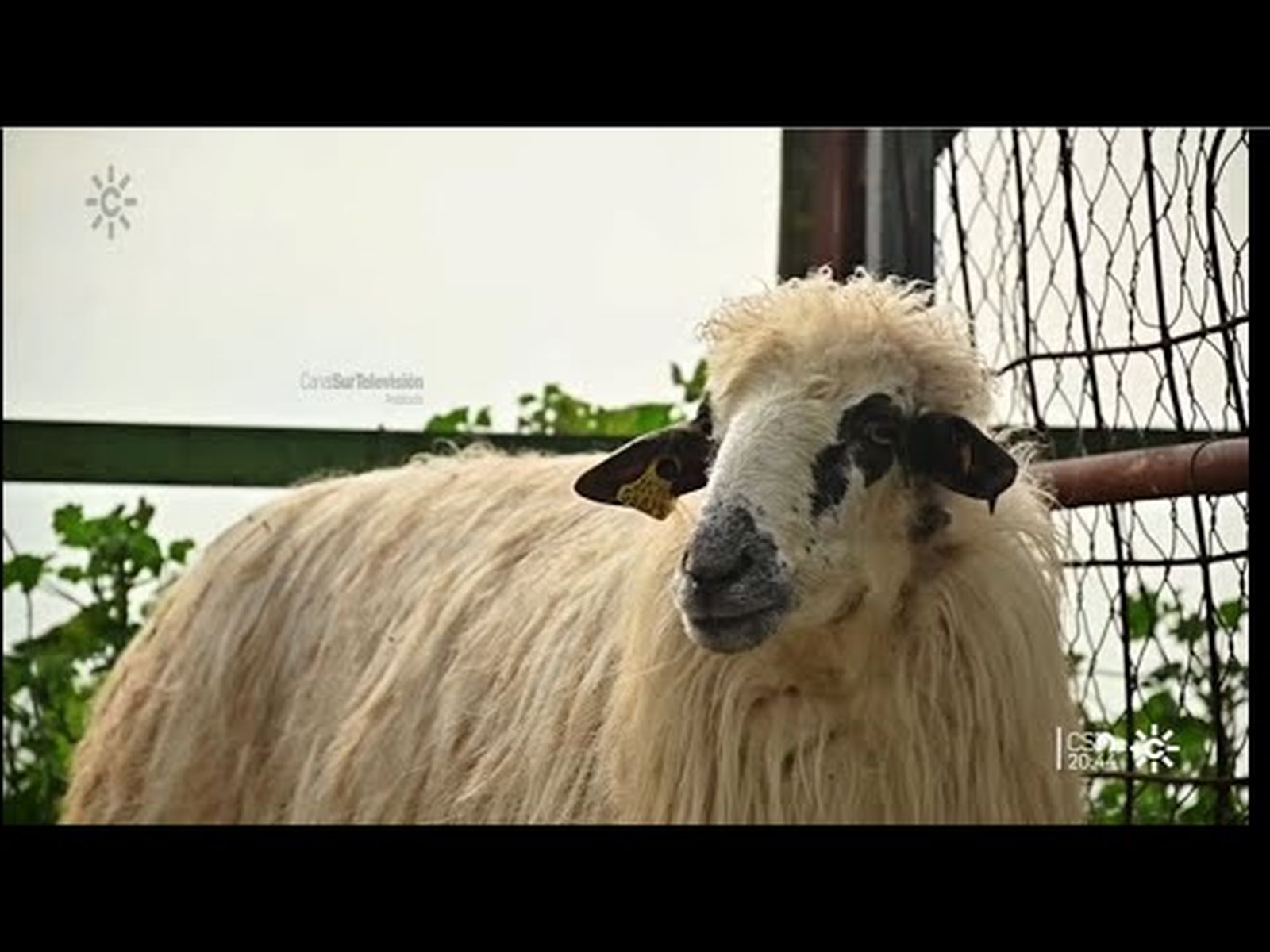 Oveja marismeña: una especie más amenazada que el lince ibérico