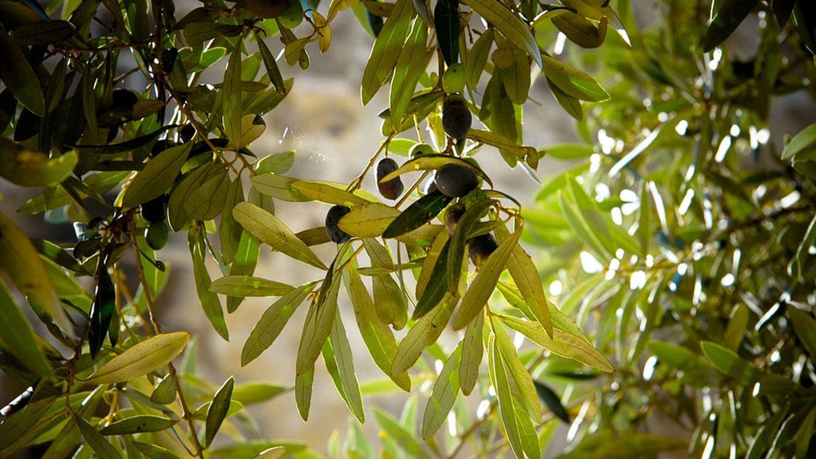 Recurso aceituna 9 Olivo