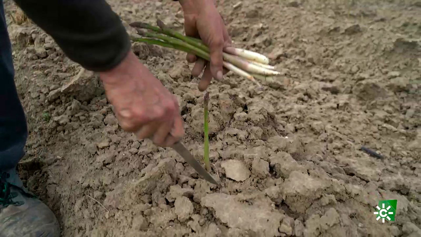 El delicado cultivo del espárrago verde se incorpora a la huerta del Condado de Huelva