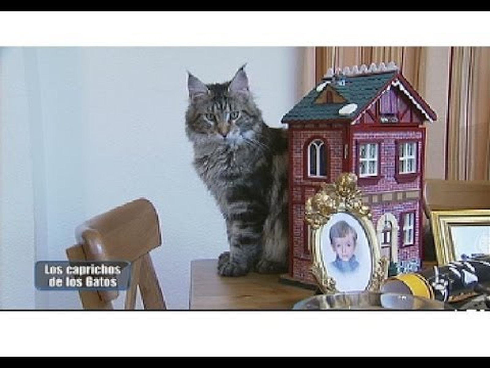 "Lindo gatito": Los caprichos de los gatos