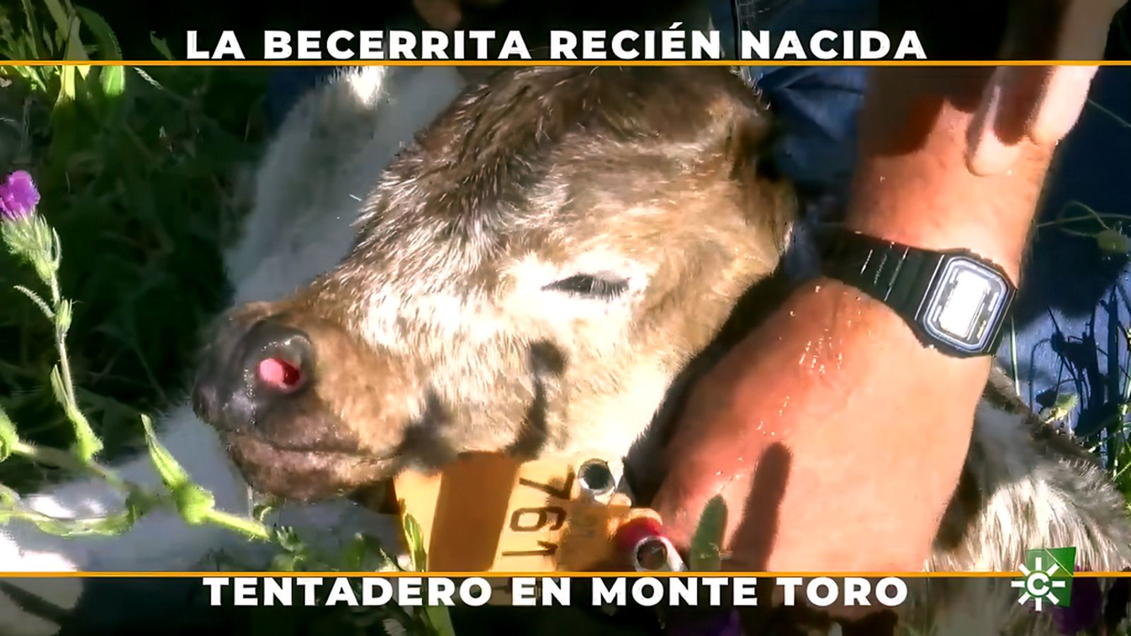 La peripecia de encontrar una becerrita recién nacida