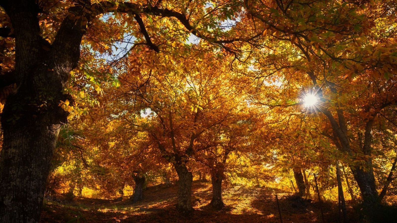 bosques de cobre
