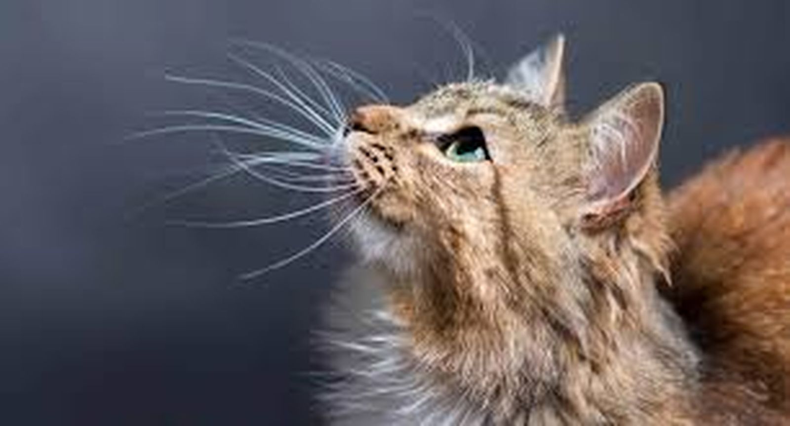 gato