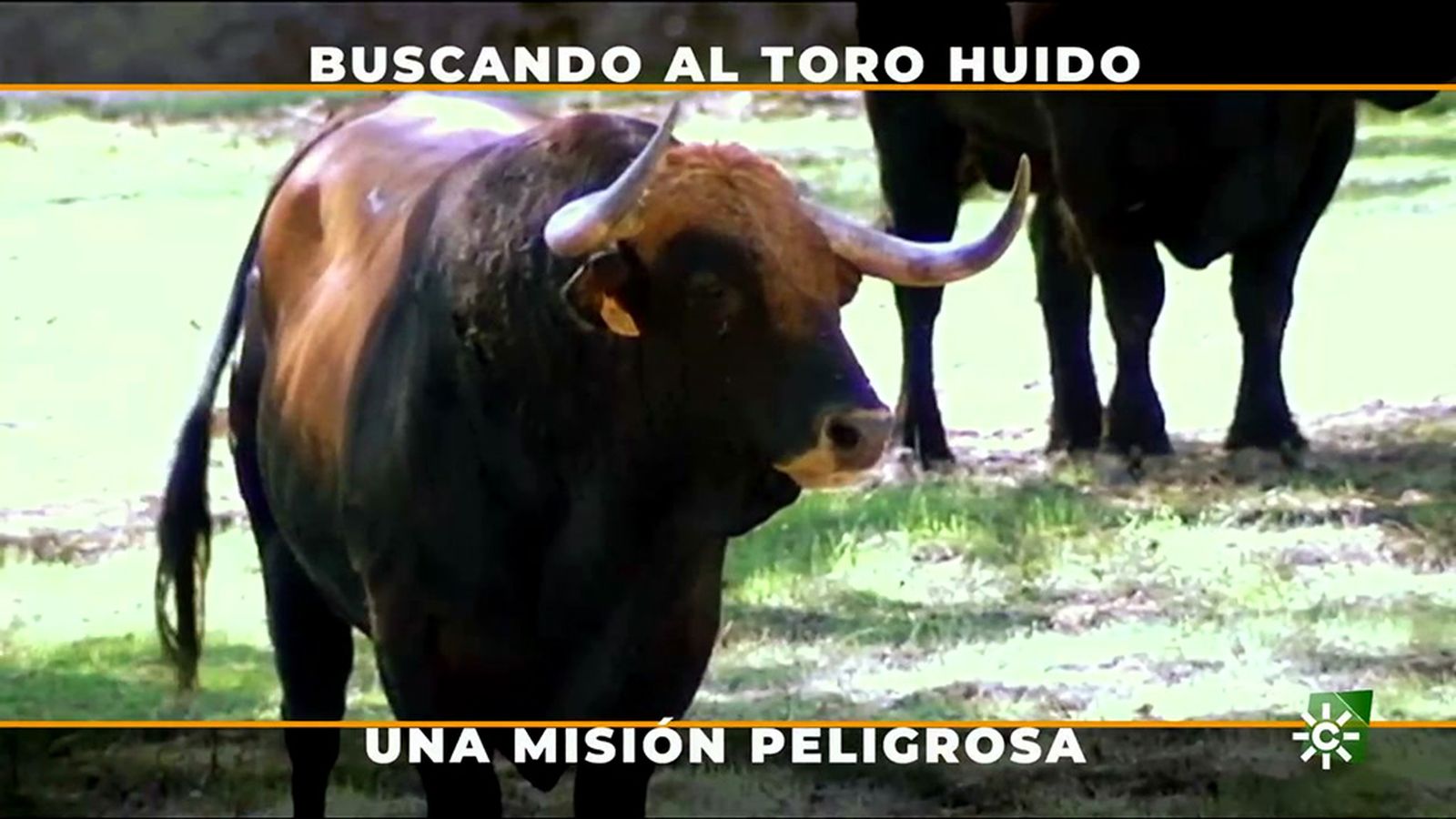 La estrategia del ganadero para evitar peleas mortales de los toros en el campo