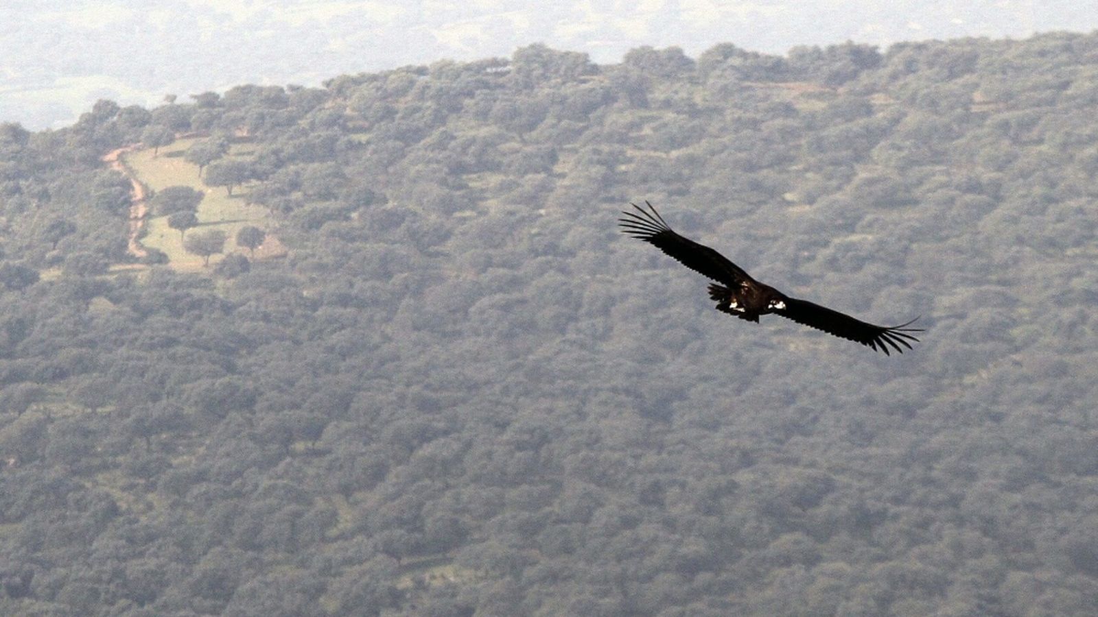 espacio protegido buitre negro efe verde