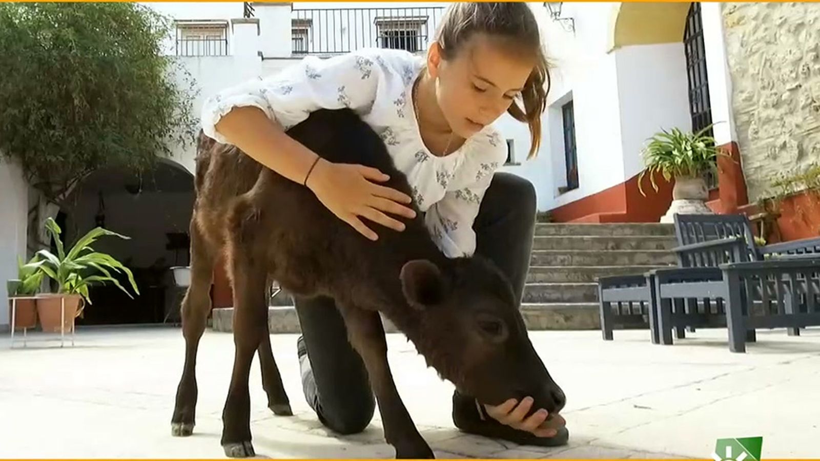 Salvar la vida del becerro cuando la madre le rechaza resulta difícil