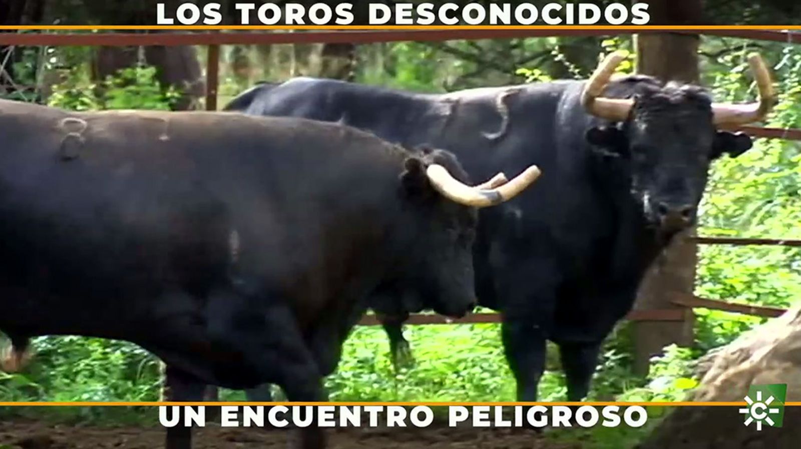 La peligrosa lucha por el liderazgo al formar una nueva manada