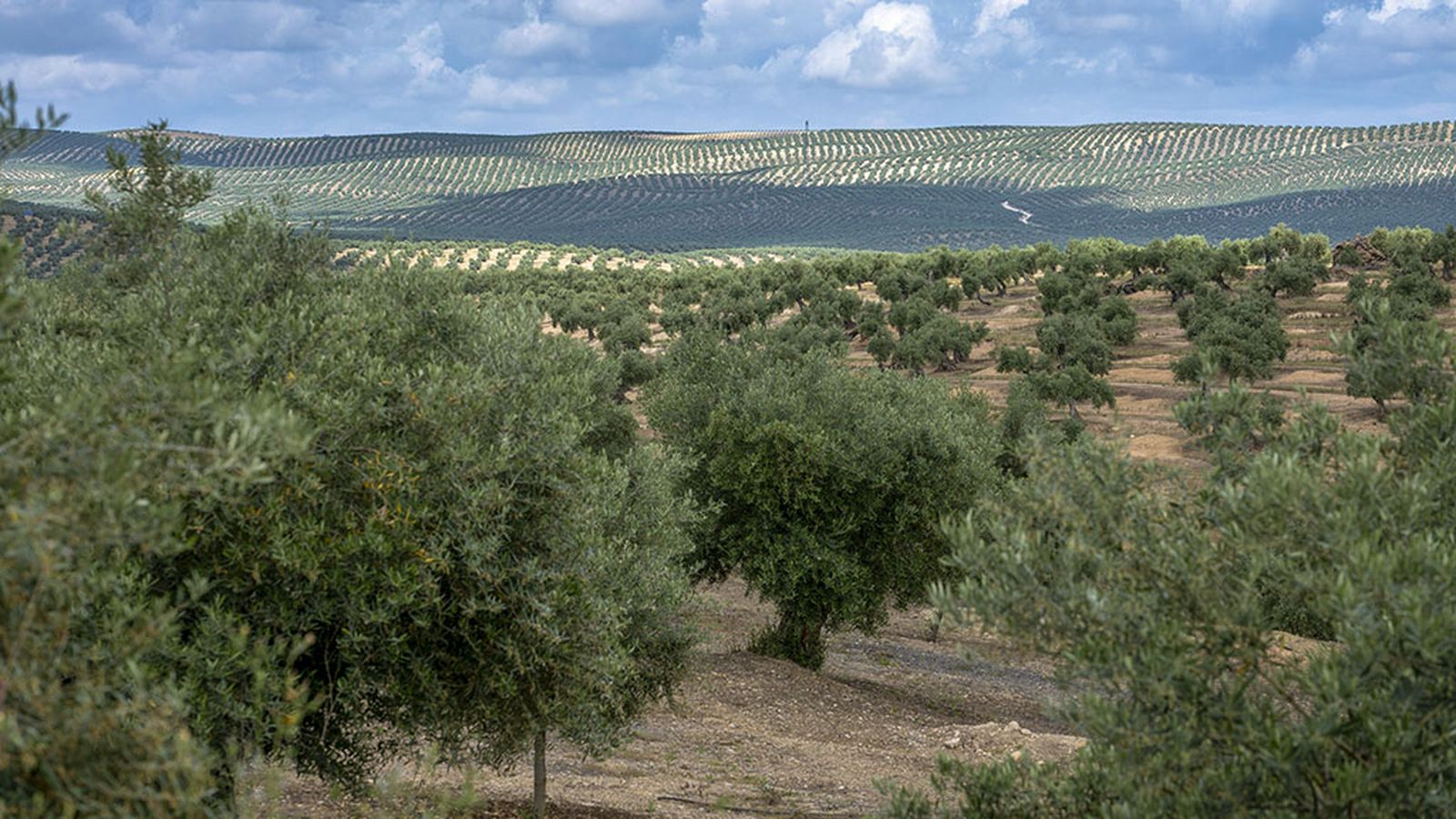 Olivares de Jaén