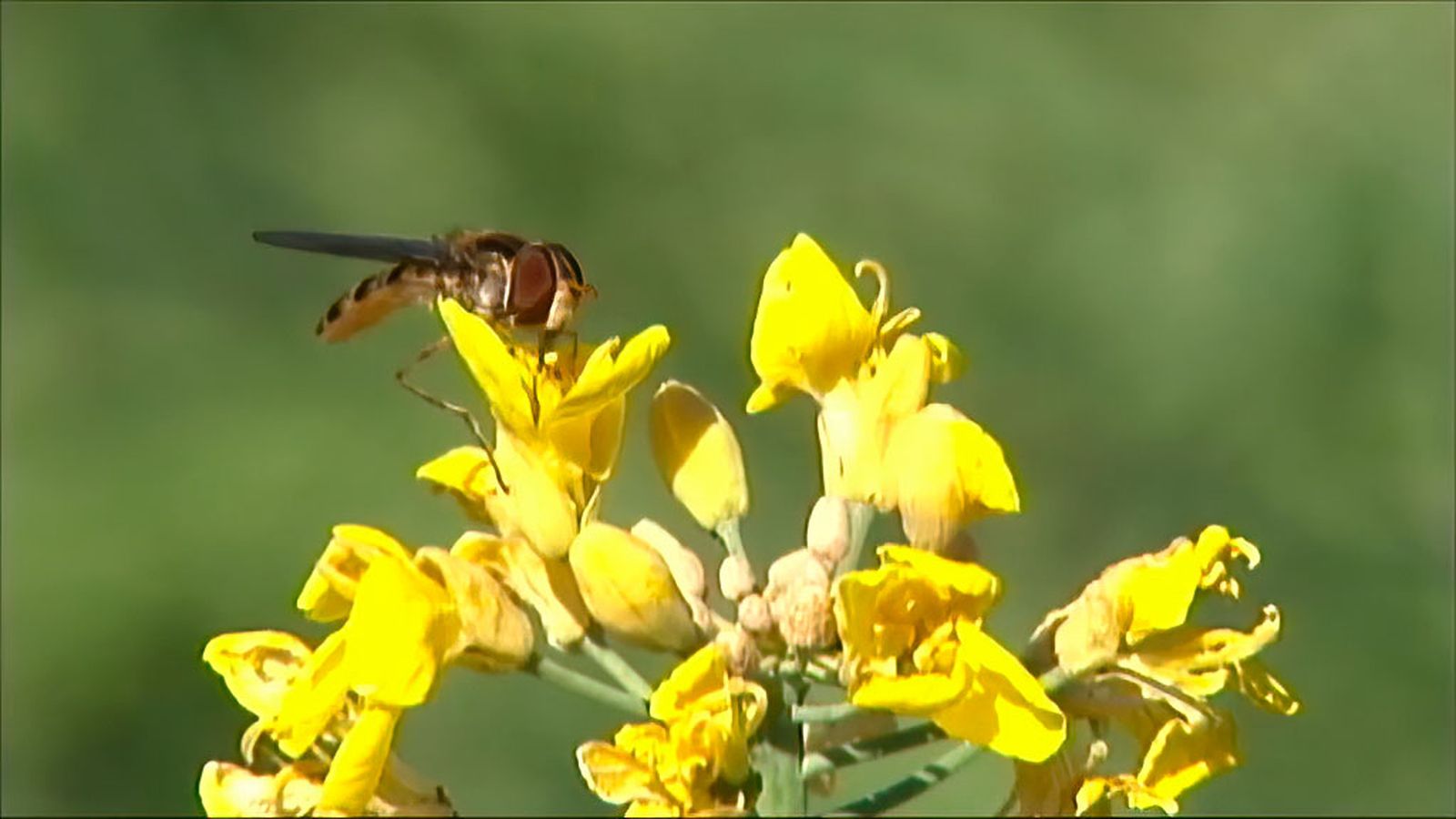 La importante labor de los insectos polinizadores en parques urbanos