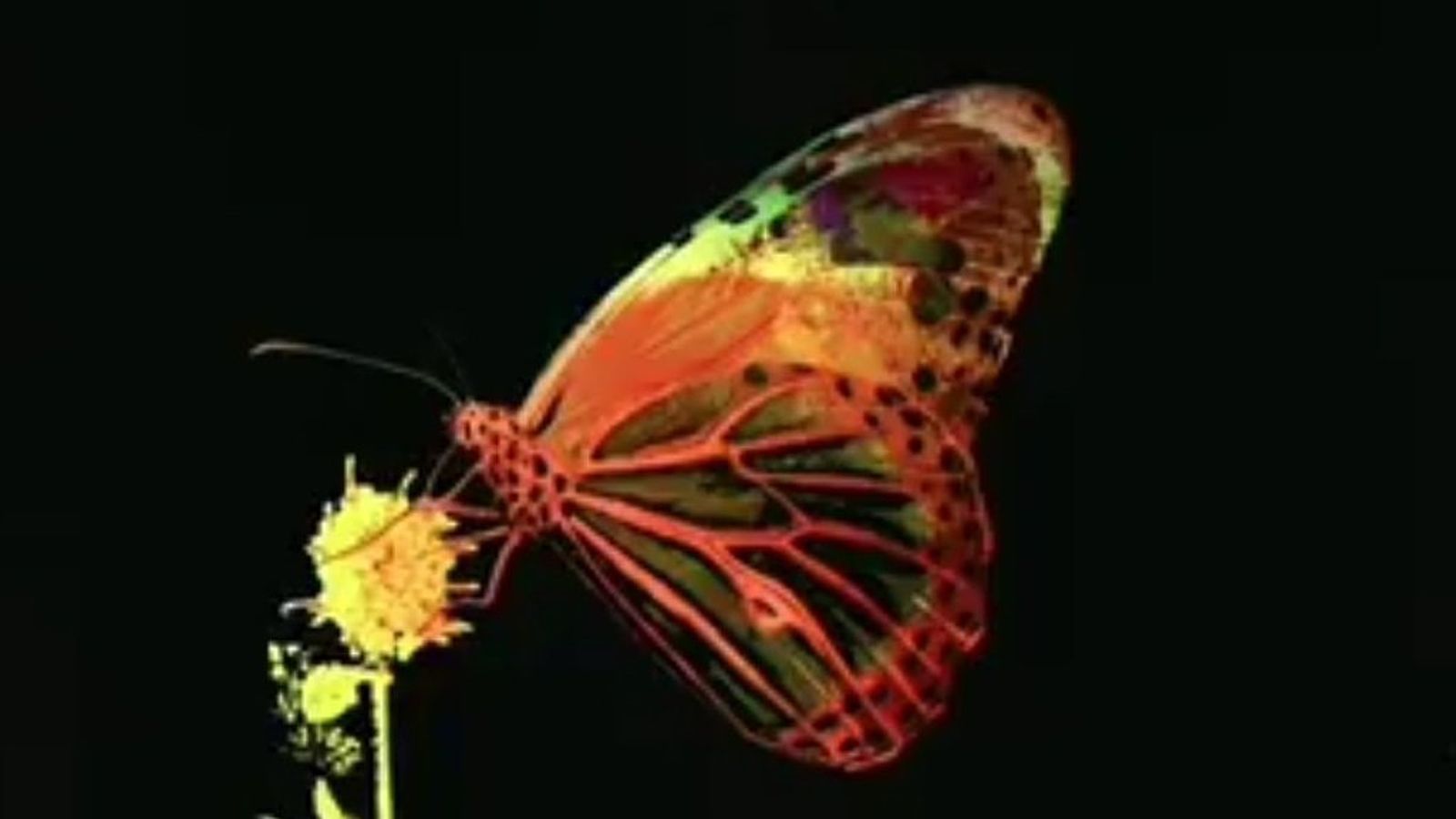 Pablo Lopez Mariposa