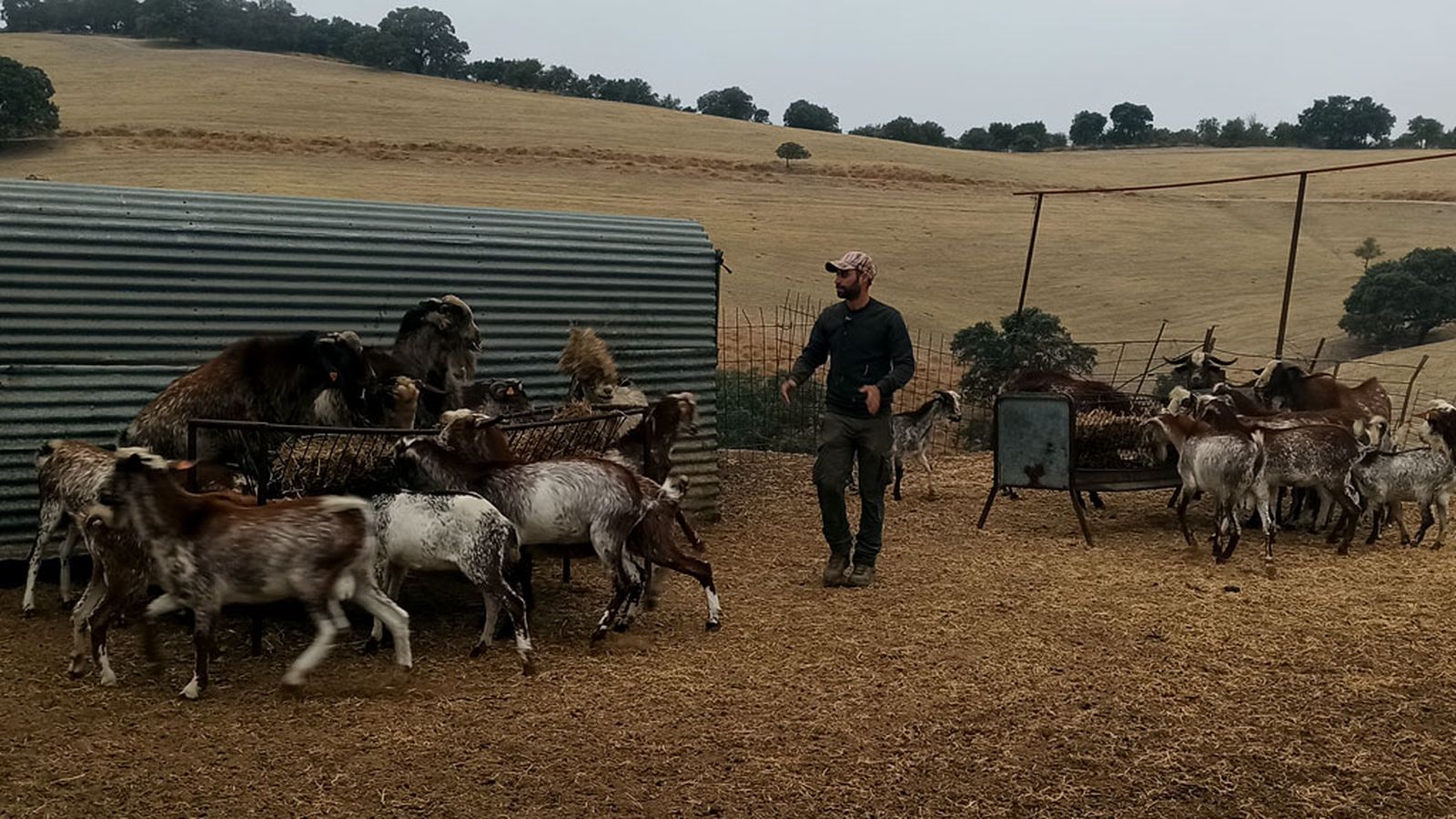 Antonio, un ganadero con 800 cabras de raza florida a su cargo