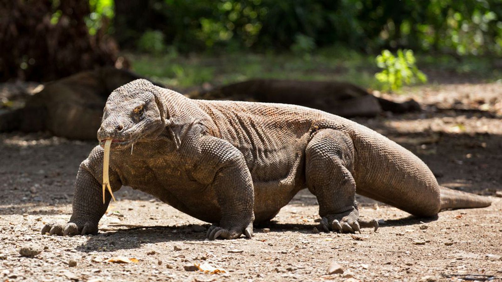 Comunicación Crónicas del Zoo Dragón de Komodo