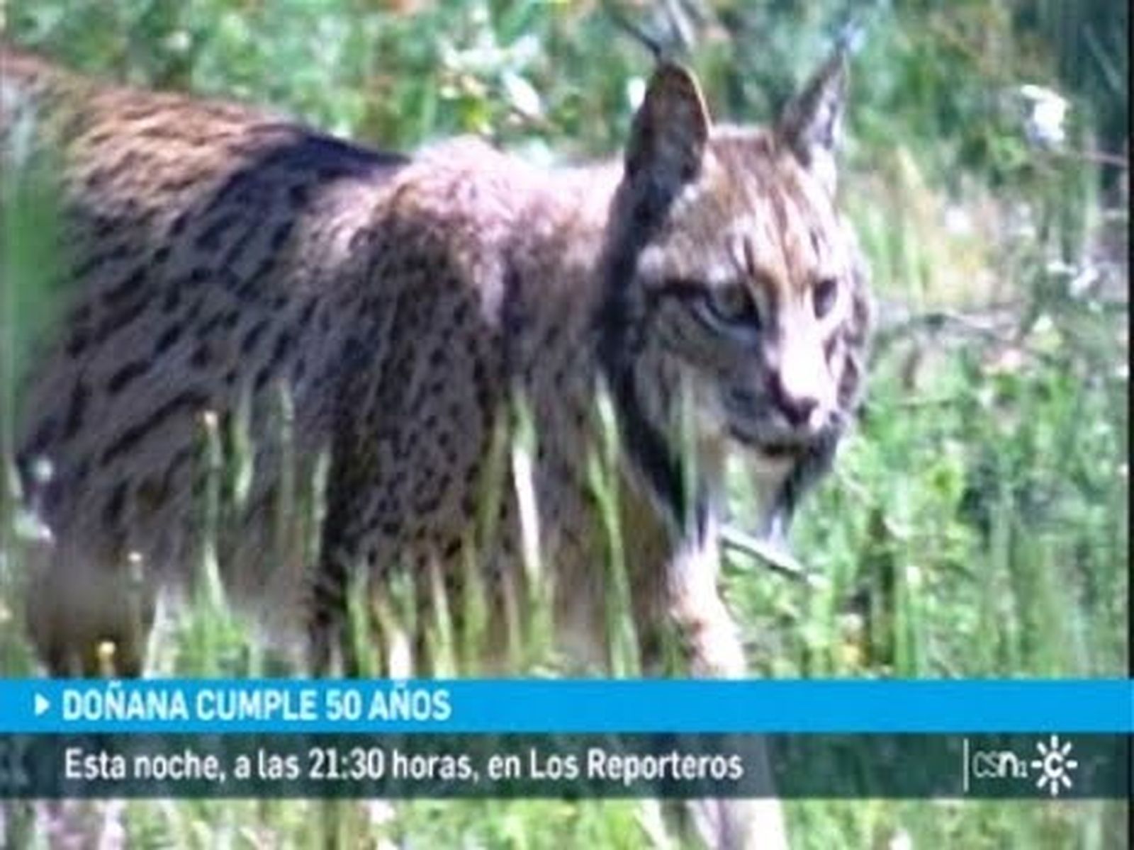 Doñana en el 50 aniversario del Parque Nacional