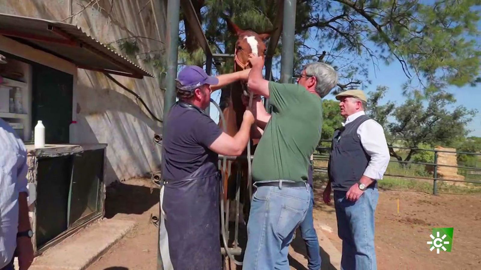 El tratamiento urgente de un caballo que sufre un cólico