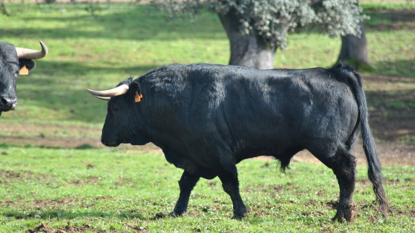 toros para todos