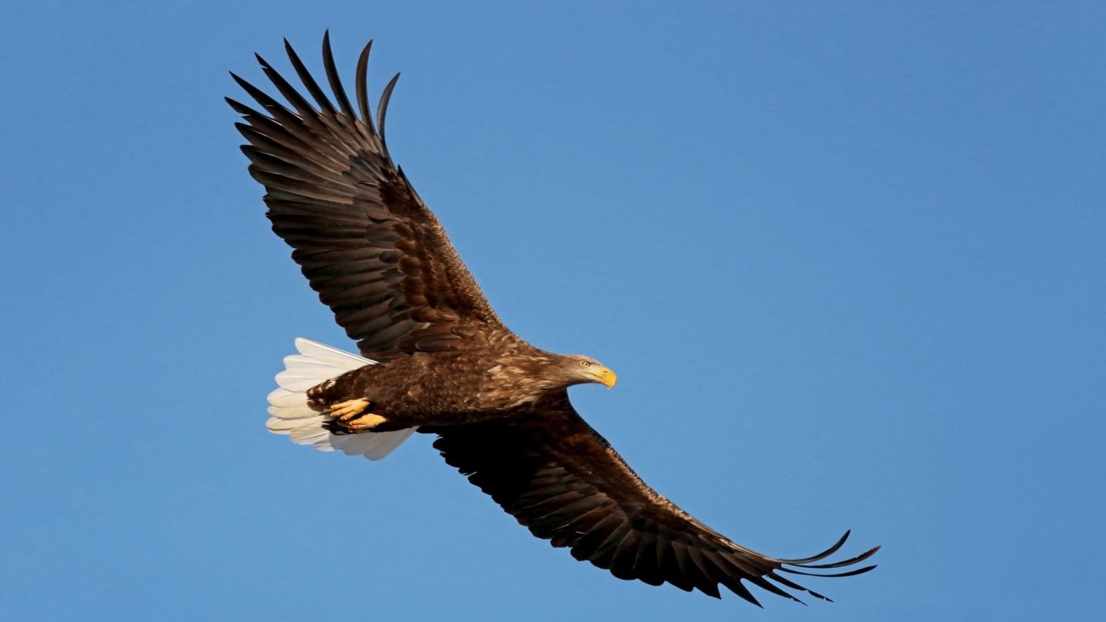 El pigargo, el águila más grande de la península, llega a "Andalucía es Naturaleza".
