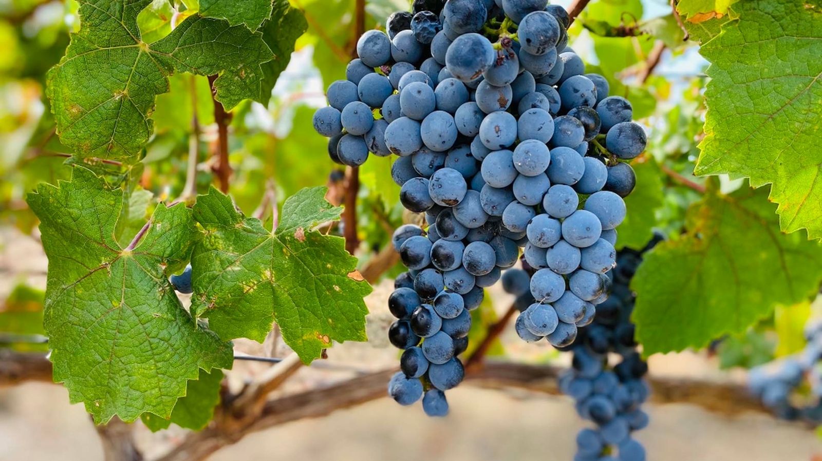 empleados vino