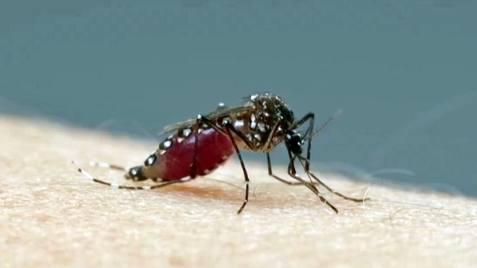 ¿Sabes por qué los mosquitos pican más a unas personas que a otras?