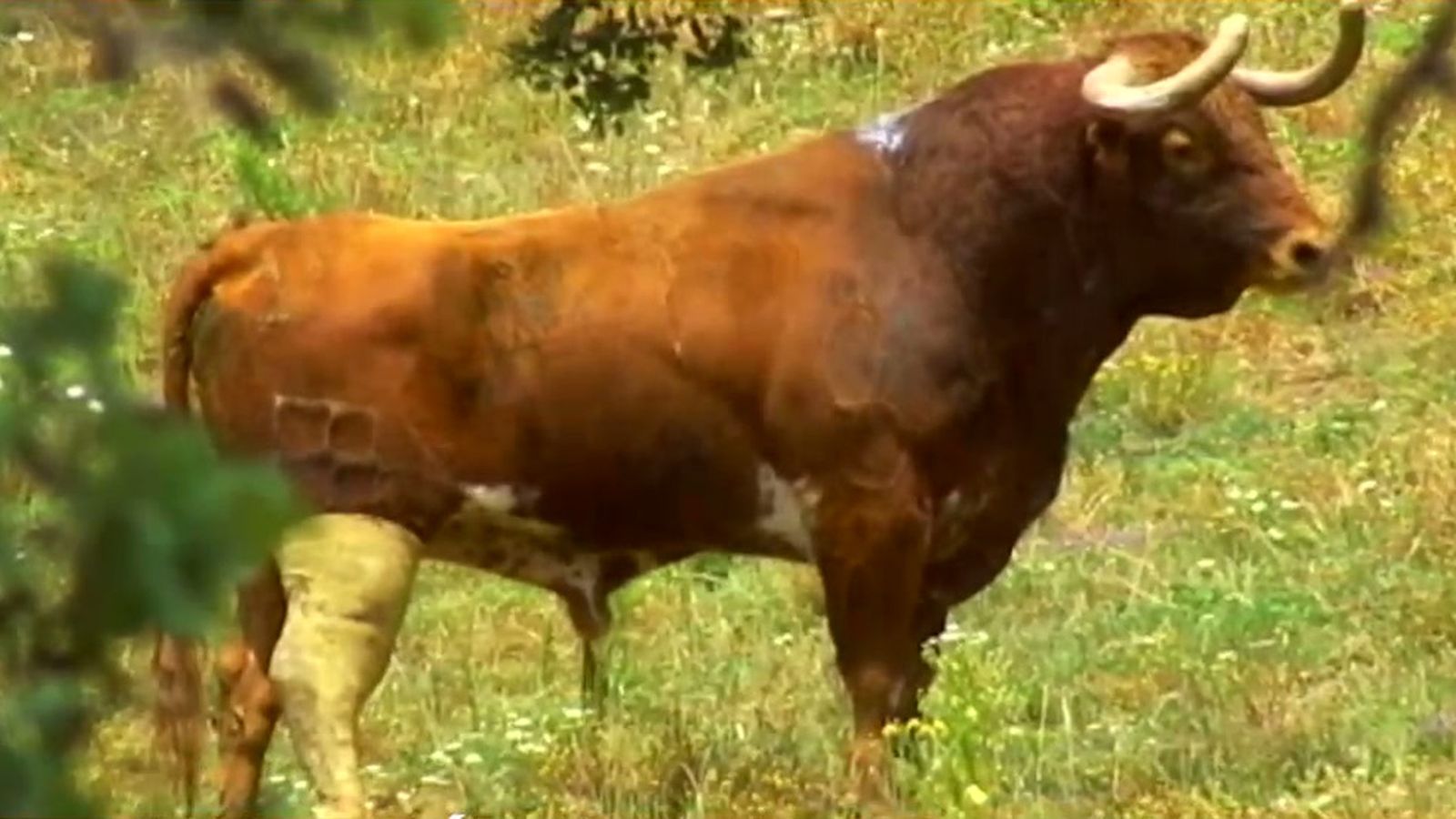 Toro escayolado