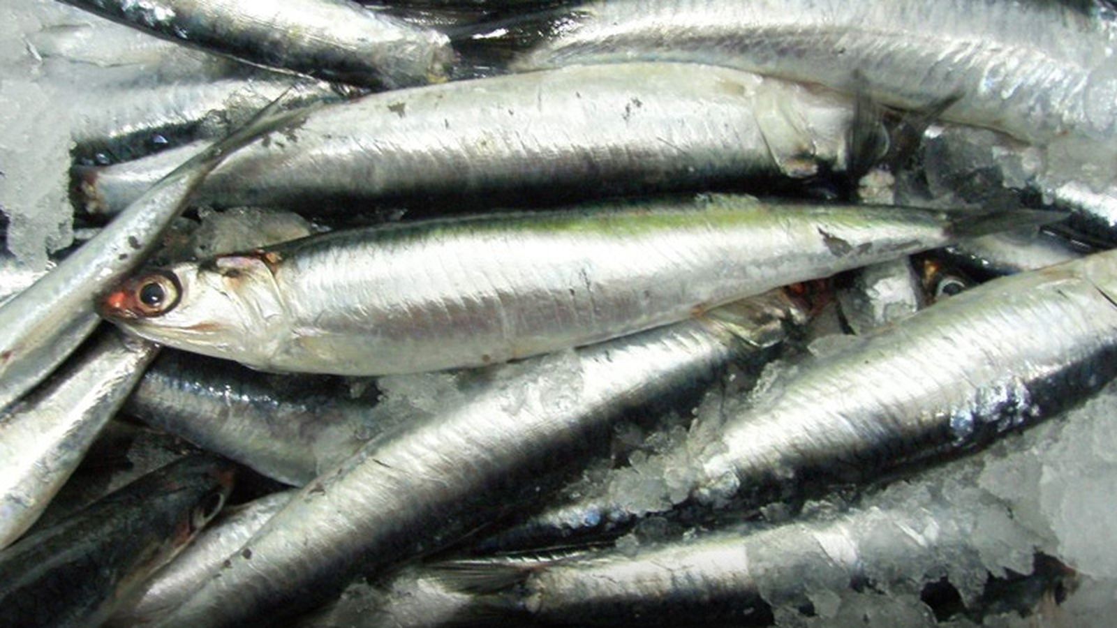 Tierra y Mar Boquerones 800x450