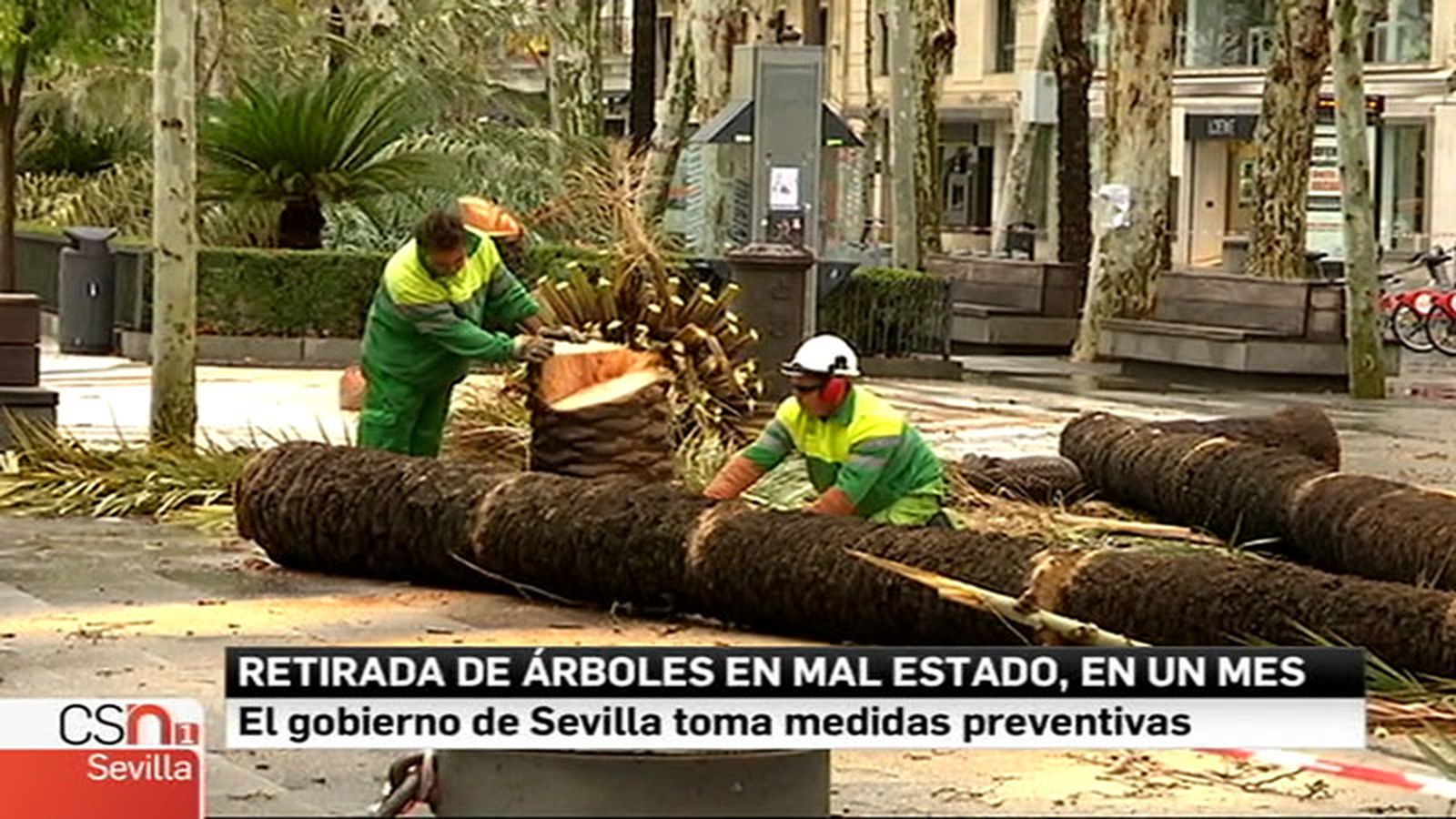 arboles sevilla