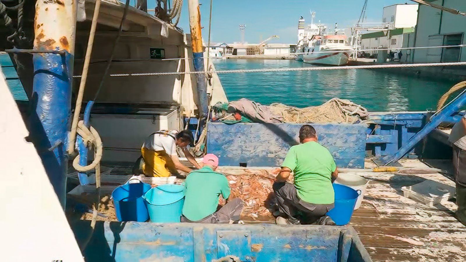 Las exquisiteces que llegan al puerto pesquero de Garrucha
