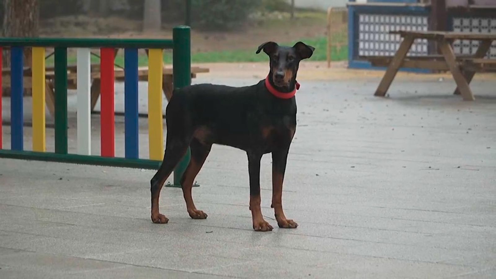 Una historia de amor y superación entre Jack, un doberman maltratado y Marina