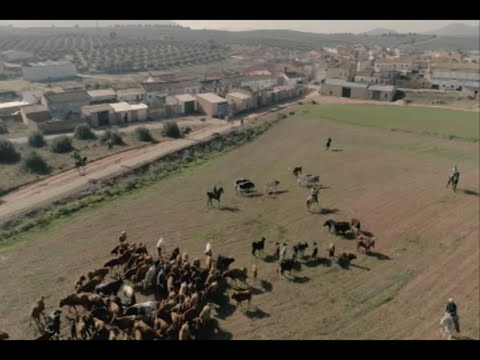 Espectacular trashumancia por Sierra Morena: vacas a la fuga en Jaén | Todo Caballo