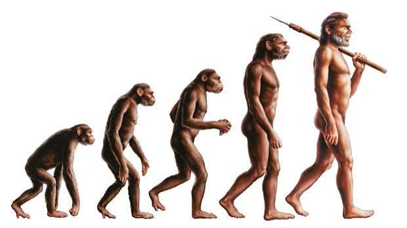Evolución lhumana