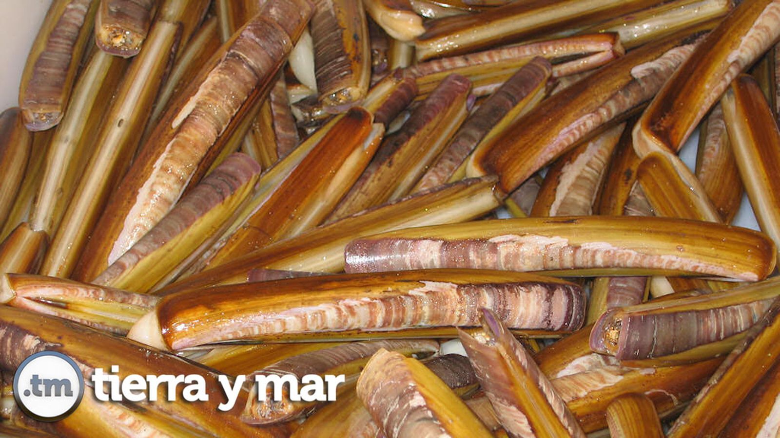 Comunicación Tierra y Mar Foto