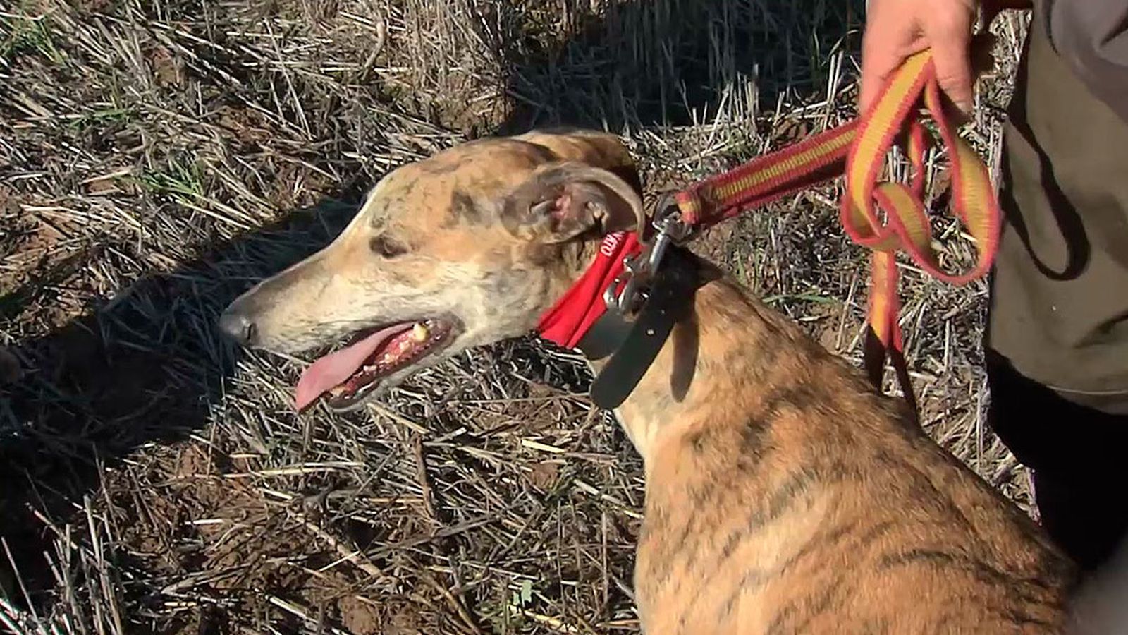 Asistimos a la final de la Copa del Aceite de Oliva de Galgos en Campo en Mengíbar