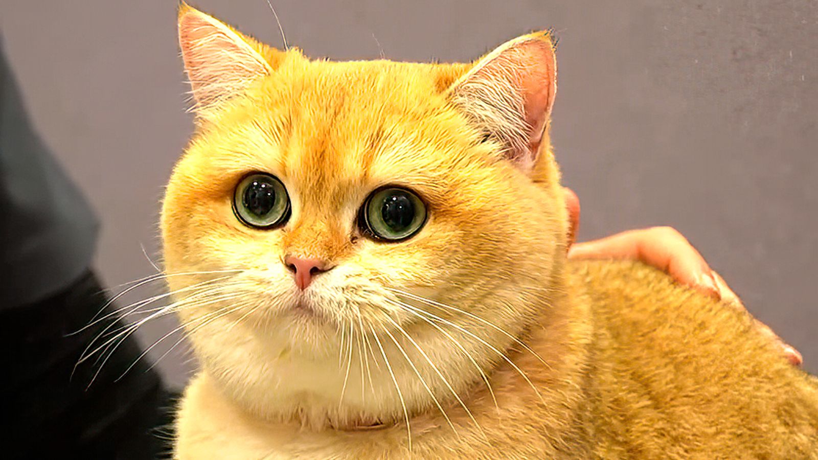 Principales problemas dermatológicos de los gatos y su tratamiento