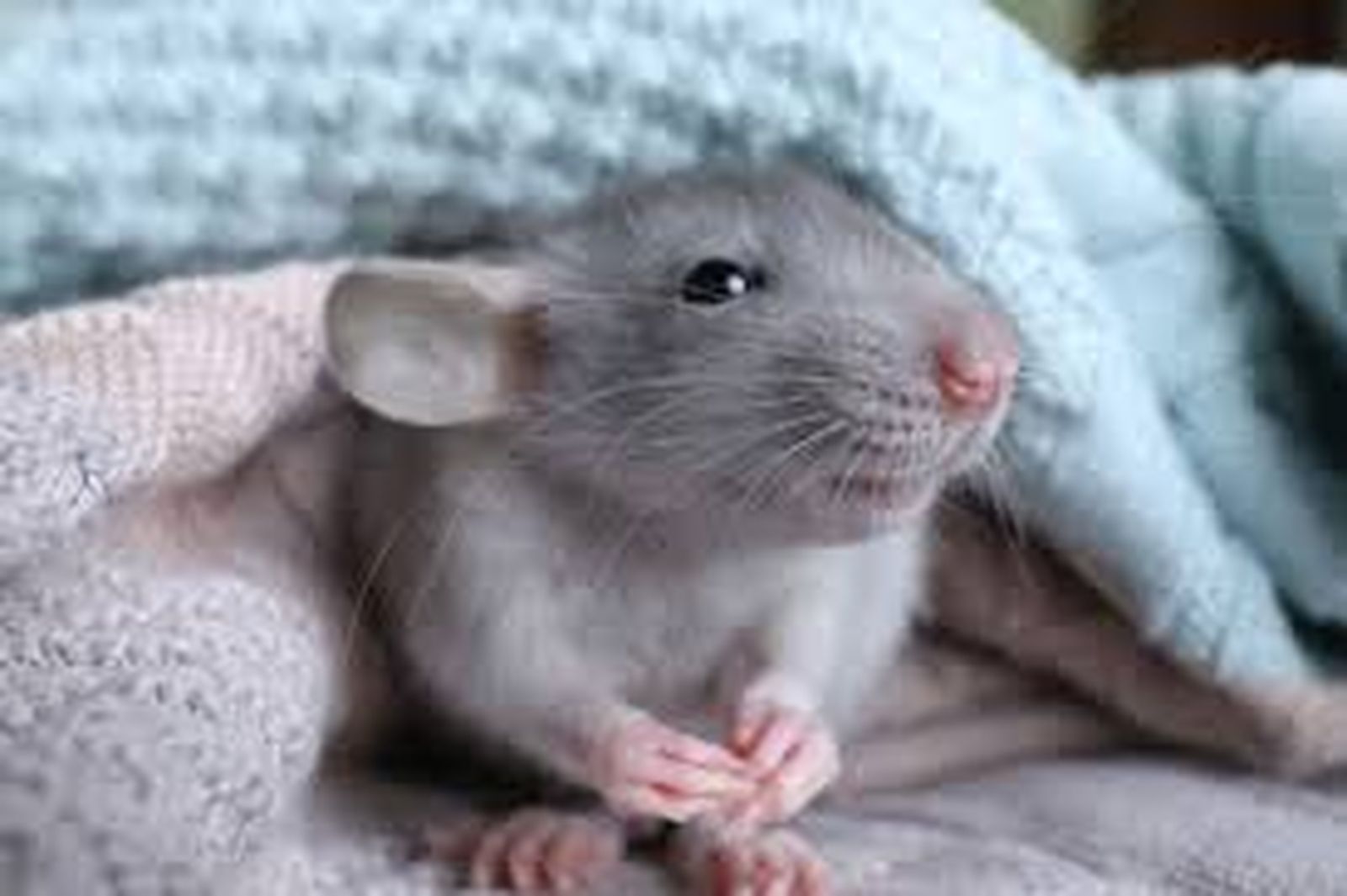 ratas