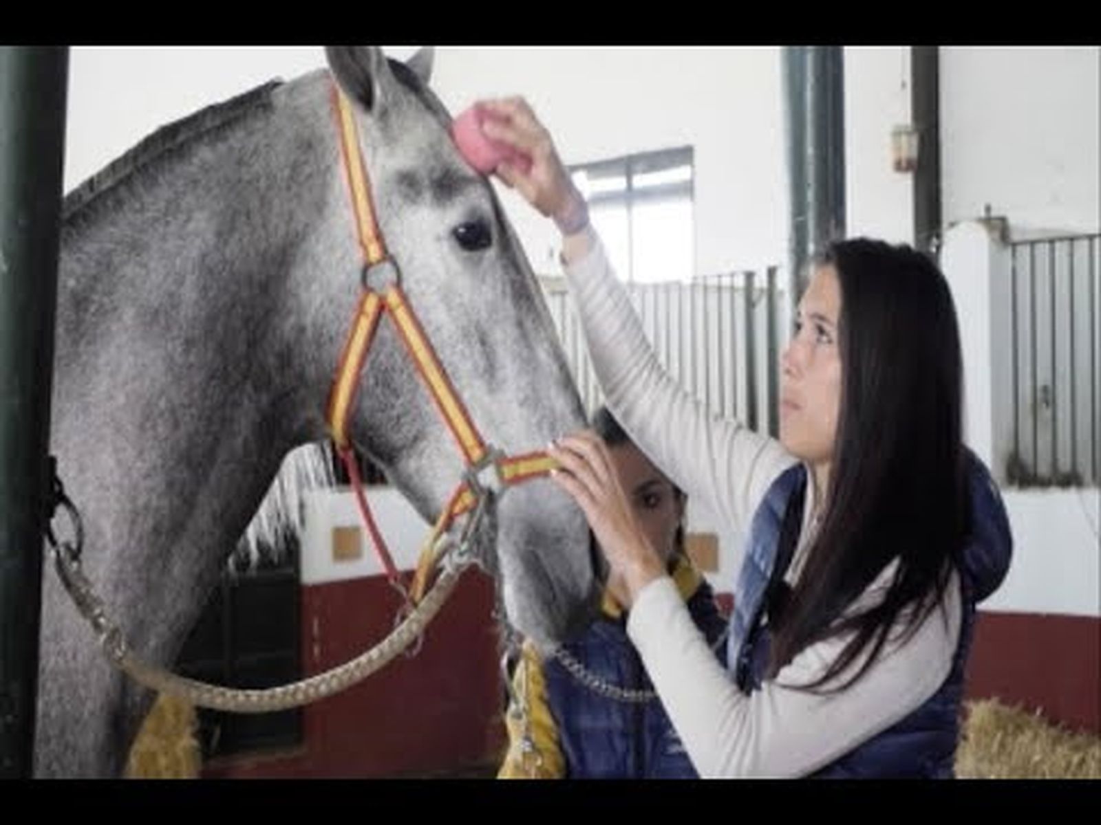 Caballos: maquillaje para los concursos morfológicos  | Todo Caballo
